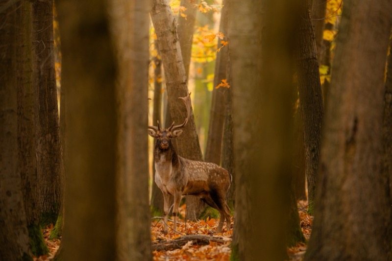 Damhirsch-Ansitzjagd im Wildgehege Tschechien