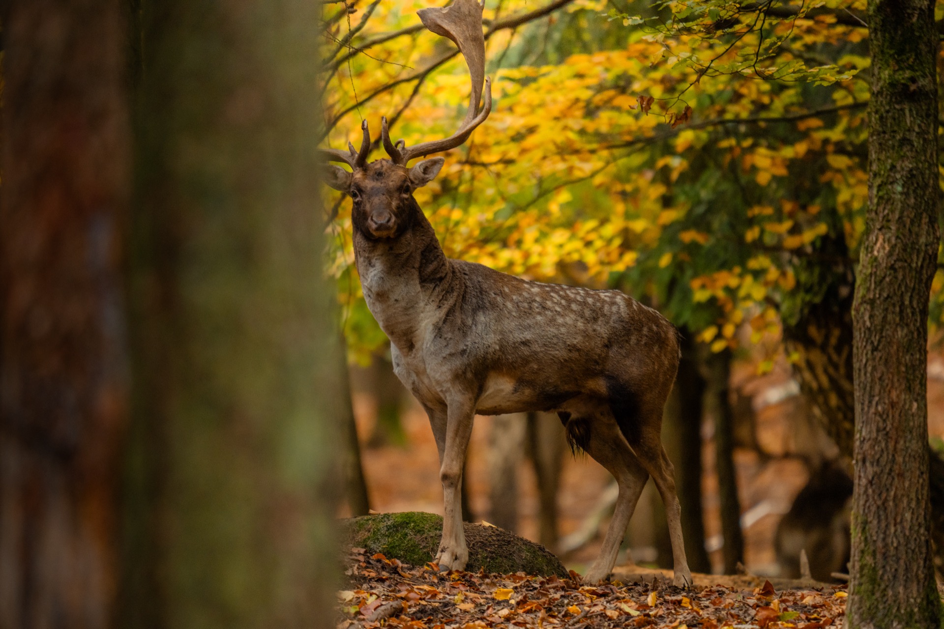 Goldmedaille Damhirsch Trophäe Tschechien