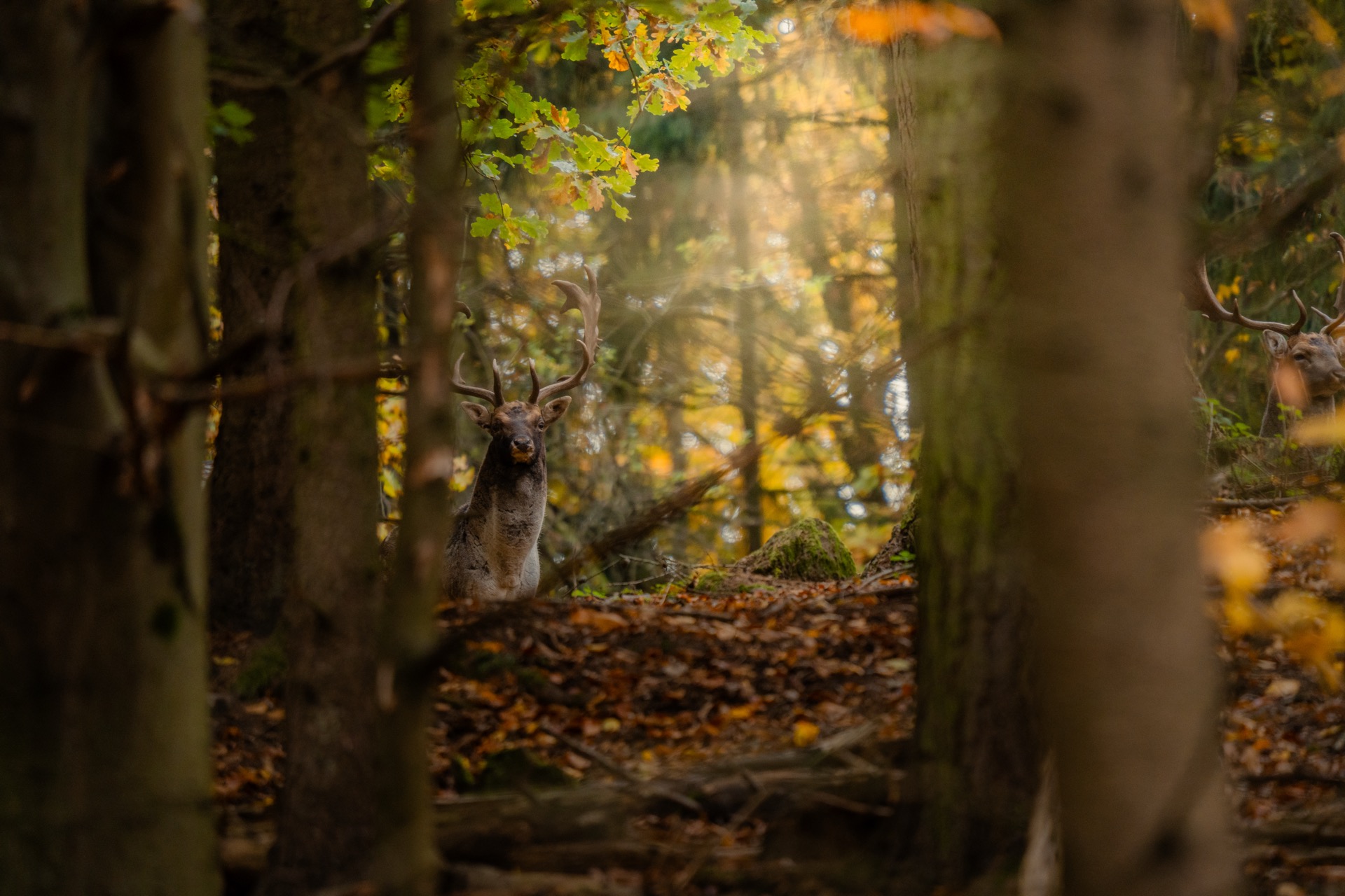 Brezka-Haken Geweih Damhirschjagd