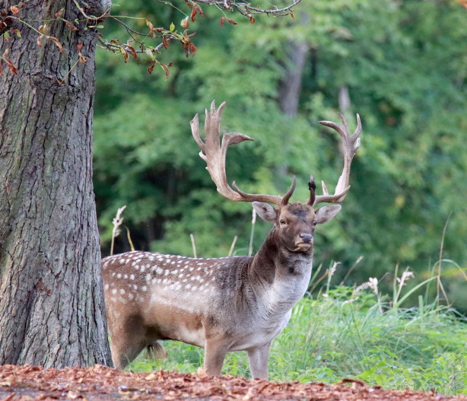 Medaillen-Damhirsch im Wildgehege Brezka Tschechien